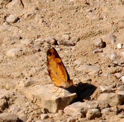[Yellow butterfly with dark brown edges standing on a rock in the dirt parking lot.]